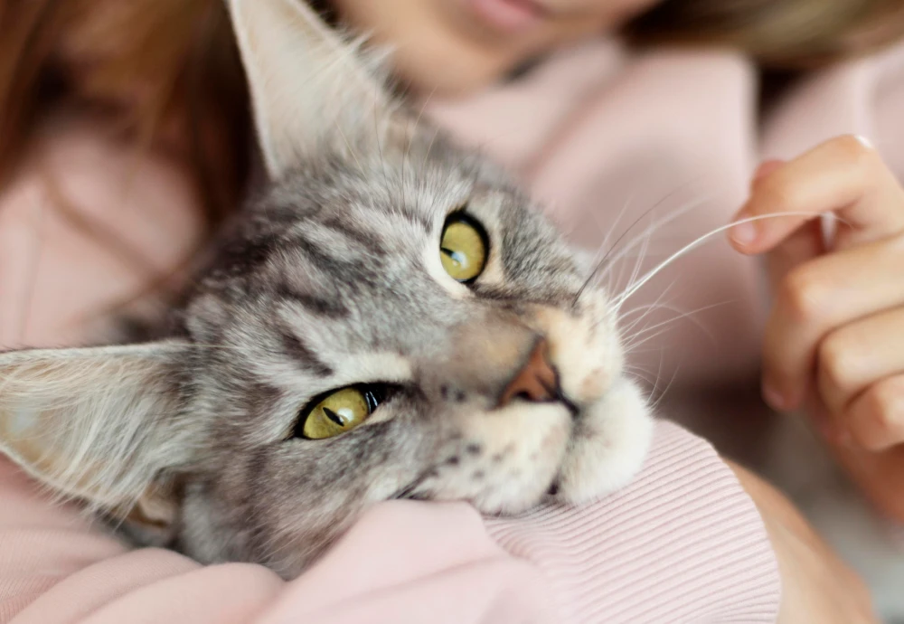 camera to watch pets